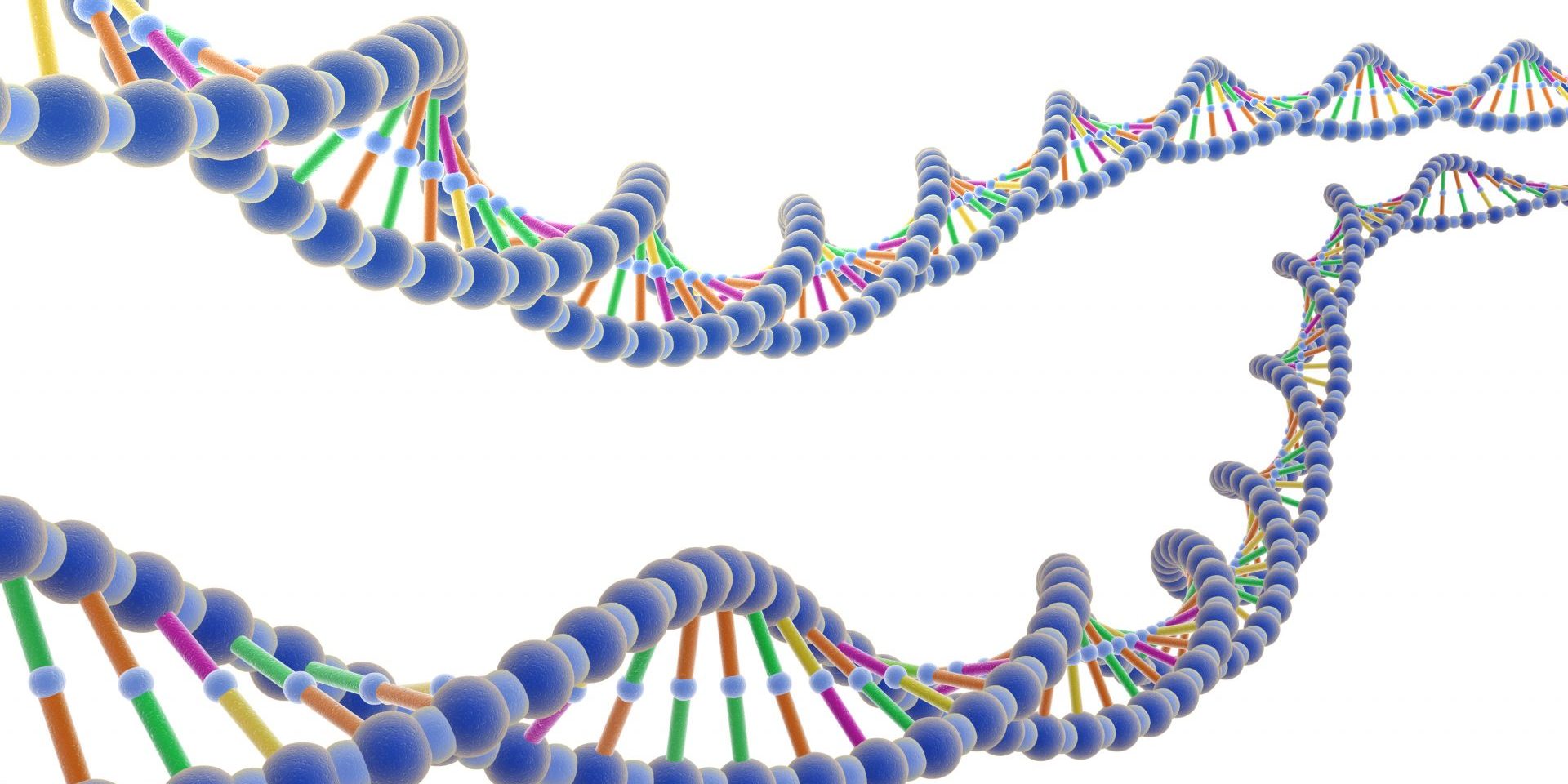Цепочка ДНК биология